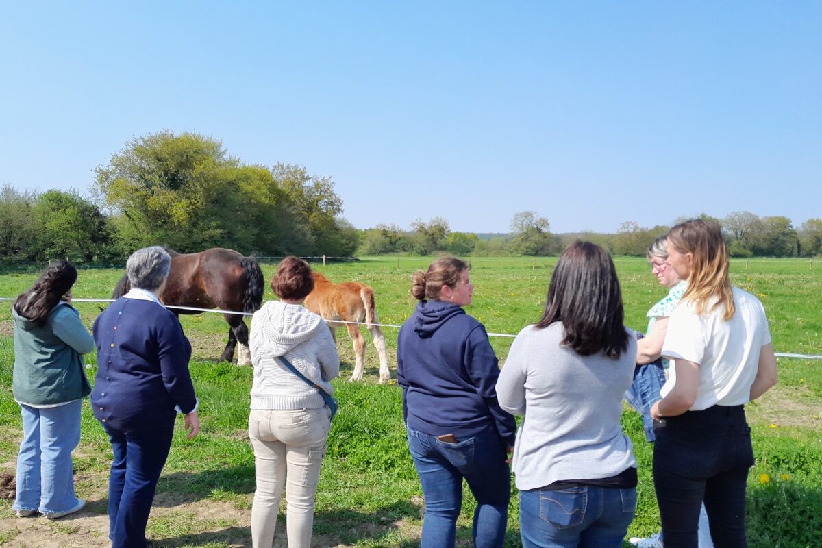 Un groupe de femmes de dos devant une parcelle avec deux chevaux - Illustration Journée d’échange à Bienvenue à la Ferme
