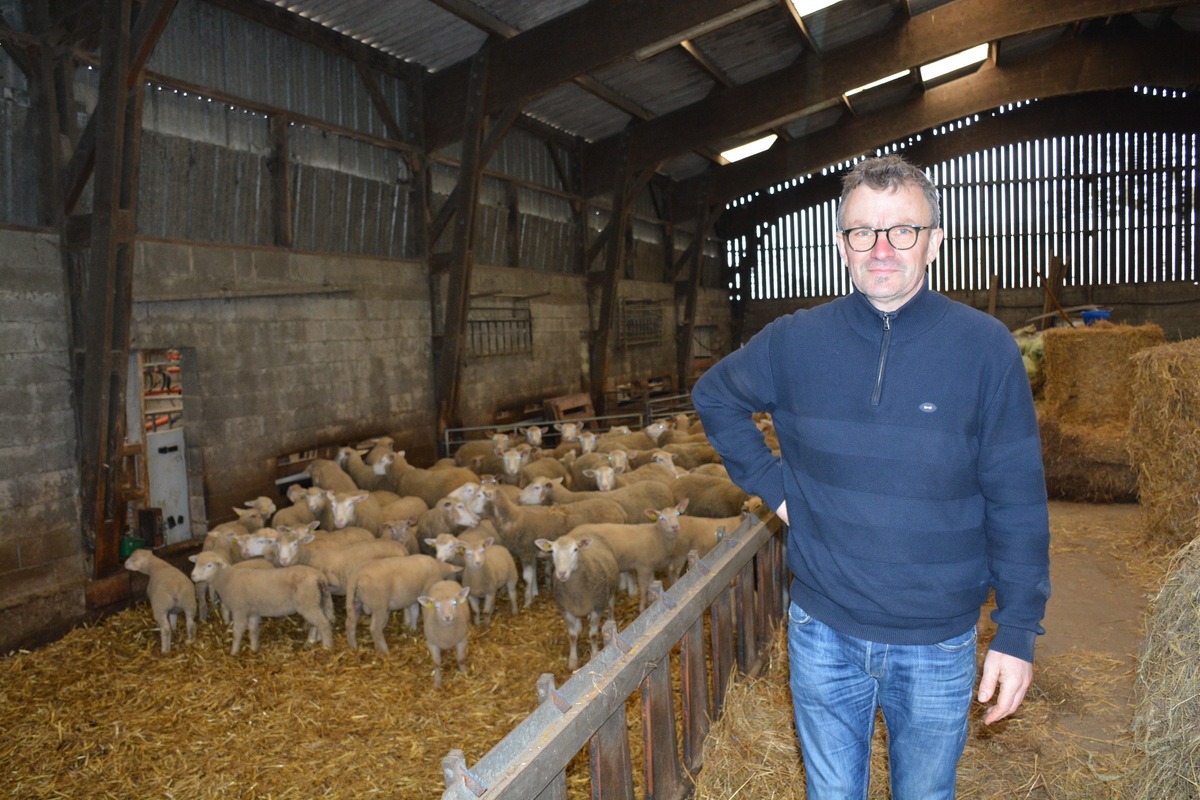 Depuis 2018, Jean-Yves Gorin croise les 3/4 de son troupeau avec du Charollais,
une orientation vers la viande sans perdre les qualités maternelles de la Romane.