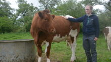 Chloé Dubourg à côté d'une de ses vaches
