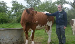 Chloé Dubourg à côté d'une de ses vaches