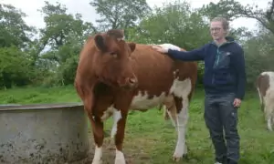 Chloé Dubourg à côté d'une de ses vaches