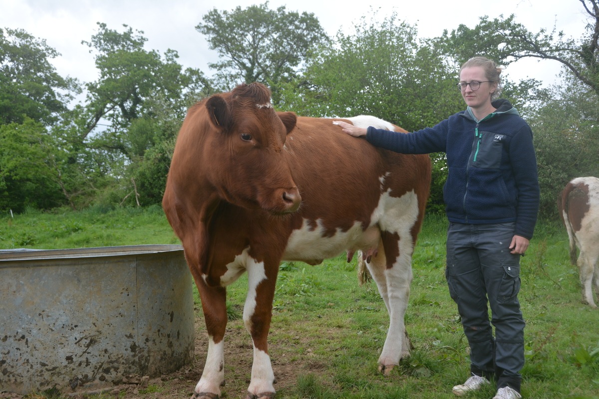 Chloé Dubourg à côté d'une de ses vaches - Illustration Chloé et son élevage ‘blanc bleu rouge’