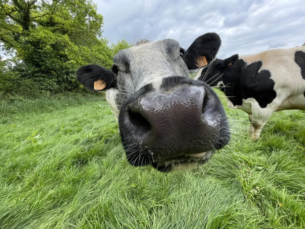 2 vaches dans une pâture
