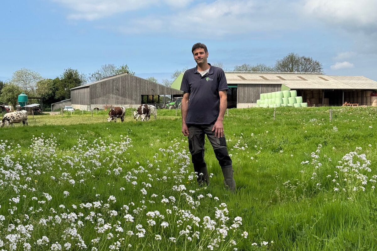 Un éleveur dans une prairie devant un décor avec des génisses de race Normande et des bâtiments - Illustration Prairies et haies  pour produire du lait