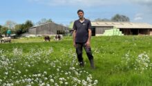 Un éleveur dans une prairie devant un décor avec des génisses de race Normande et des bâtiments