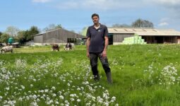 Un éleveur dans une prairie devant un décor avec des génisses de race Normande et des bâtiments