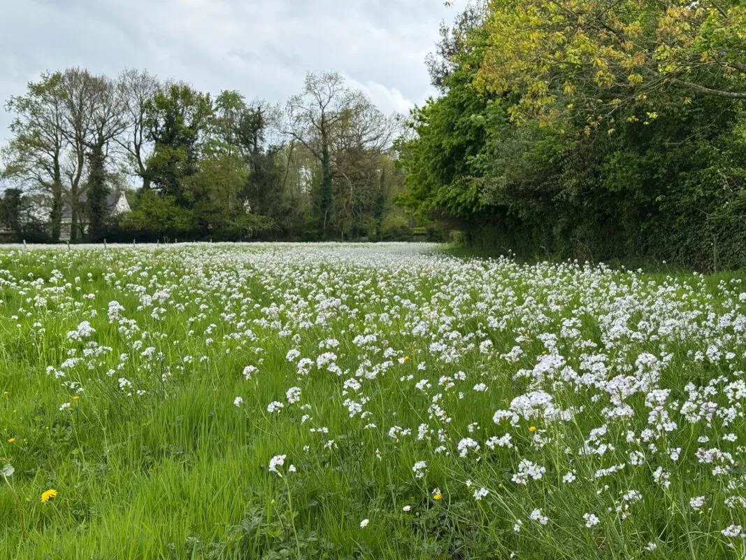Paysage de bocage sur l'exploitation.