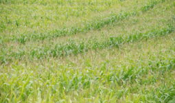 Différence végétative de variétés de maïs visible dans une même parcelle