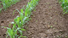 Plants de maïs jeunes avec terre humide