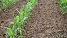 Plants de maïs jeunes avec terre humide