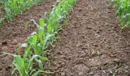 Plants de maïs jeunes avec terre humide