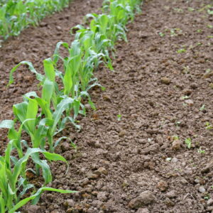 Plants de maïs jeunes avec terre humide