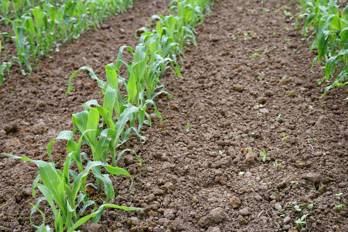 Plants de maïs jeunes avec terre humide - Illustration Semis précoces  et choix variétaux peuvent aider