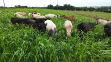 Bovins dans du sorgho fourrager