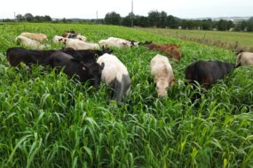 Bovins dans du sorgho fourrager