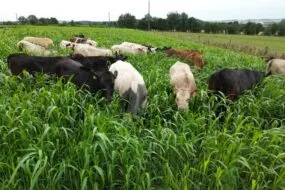 Bovins dans du sorgho fourrager