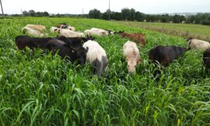 Bovins dans du sorgho fourrager