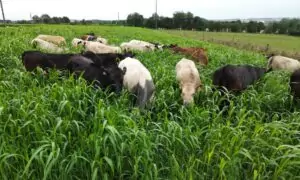Bovins dans du sorgho fourrager
