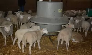 Agneaux préparés pour Pâques
