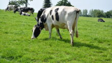 Vaches Prim'Holstein au pâturage en mai