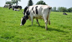 Vaches Prim'Holstein au pâturage en mai