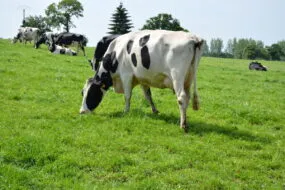 Vaches Prim'Holstein au pâturage en mai