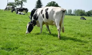 Vaches Prim'Holstein au pâturage en mai