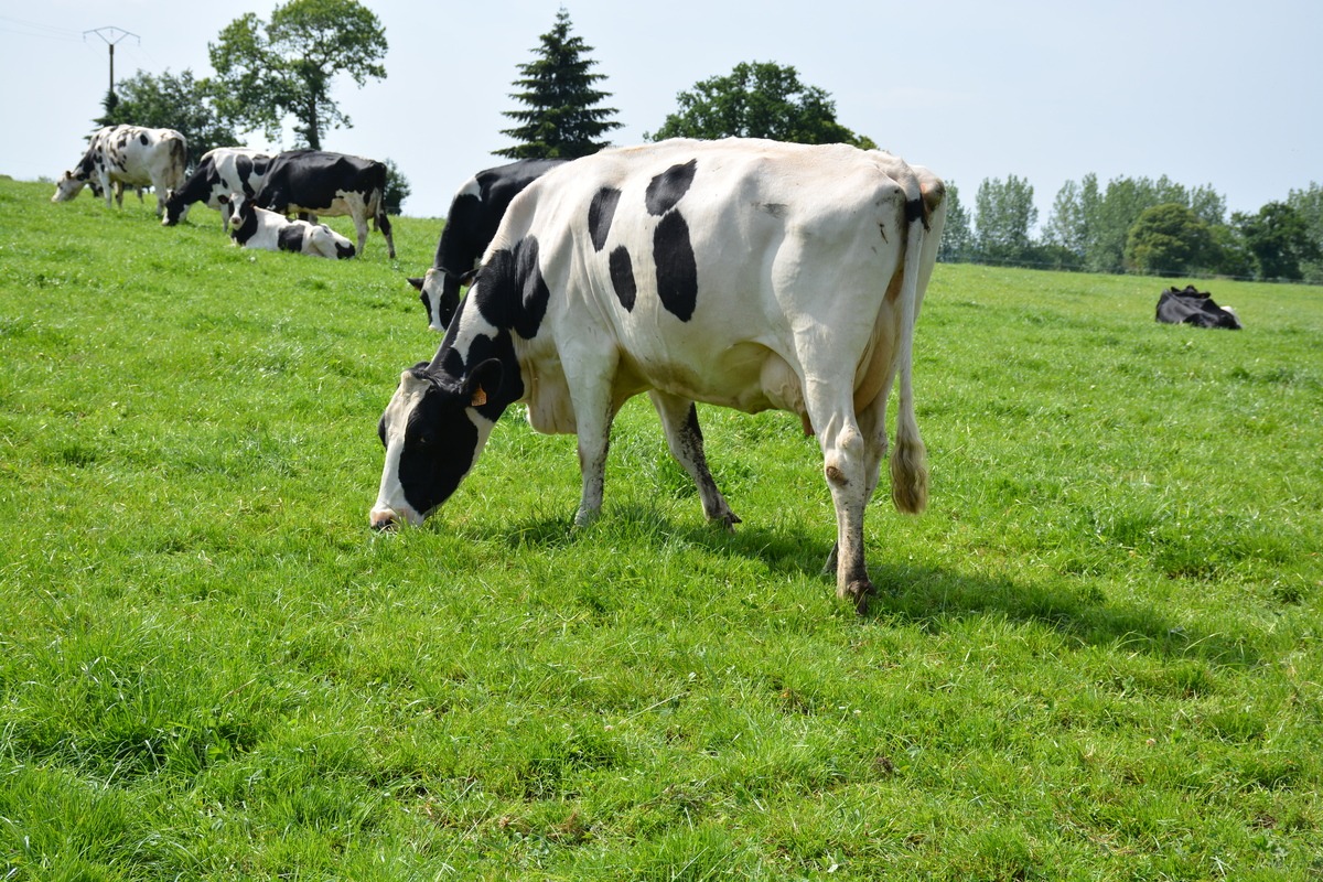 Vaches Prim'Holstein au pâturage en mai - Illustration Les mélanges d’espèces font leurs preuves