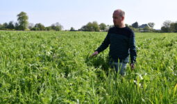 Un homme dans un champ observant ses cultures