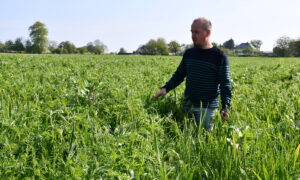Un homme dans un champ observant ses cultures