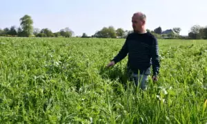 Un homme dans un champ observant ses cultures