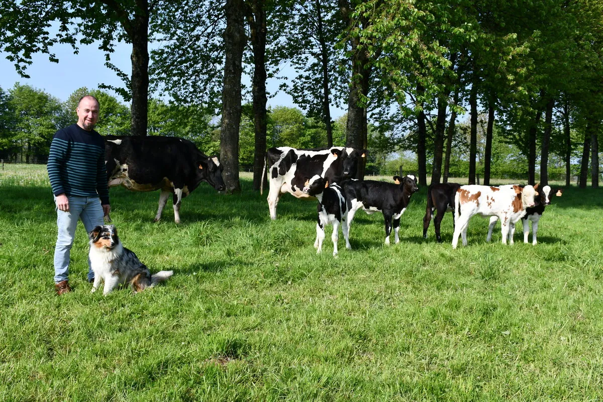 Des vaches nourrices dans une parcelle ombragée, un homme et son chien