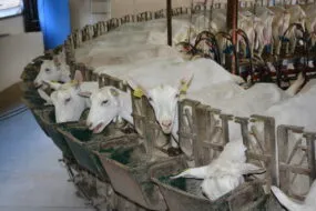 Chèvres dans un roto de traite