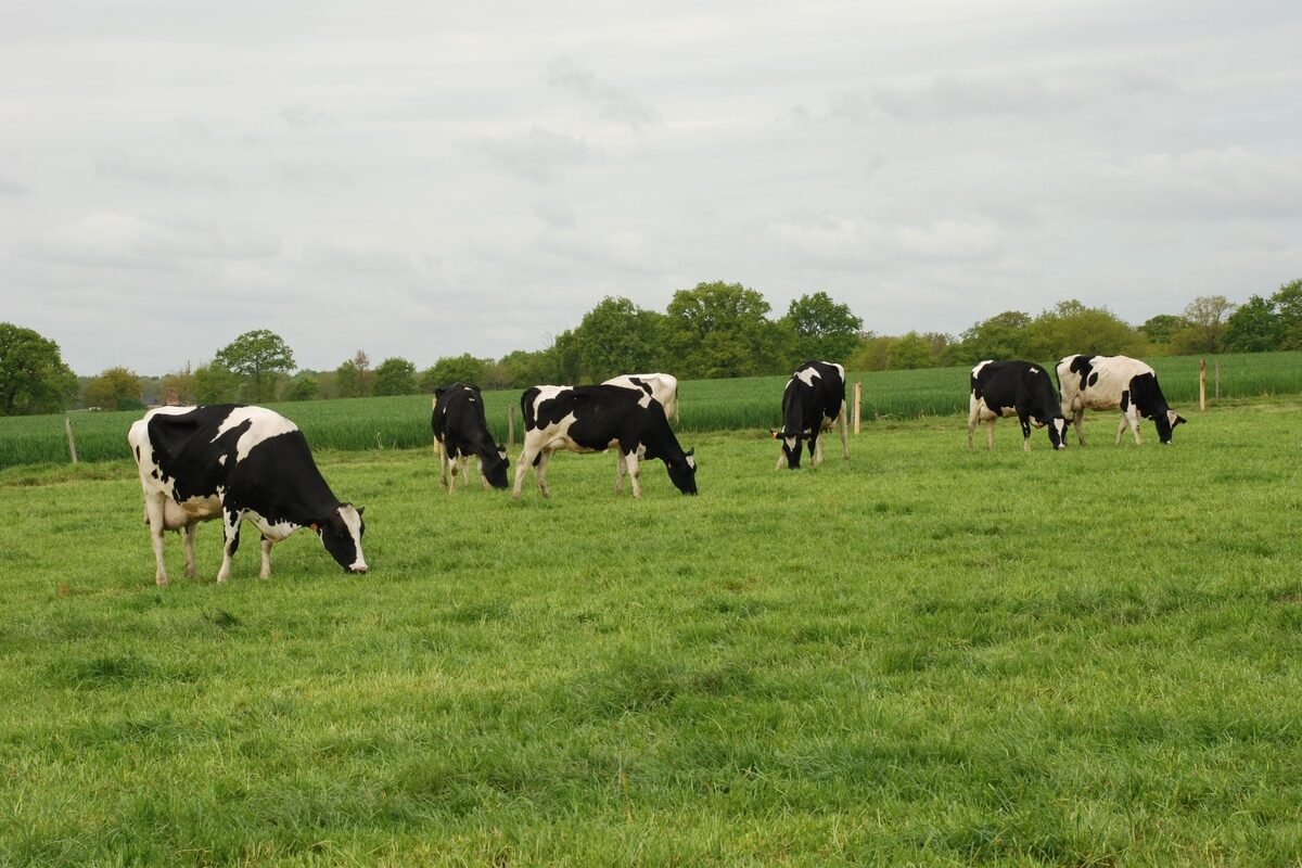 vaches au pâturage - Illustration Le paquet de simplifications dévoilé