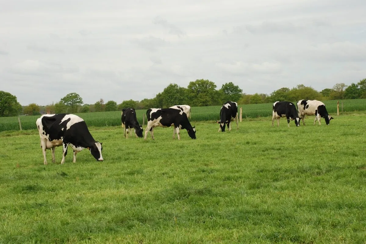 vaches au pâturage    - Illustration Le paquet de simplifications dévoilé