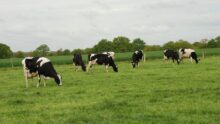 vaches au pâturage