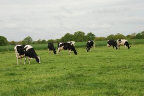 vaches au pâturage