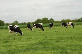 vaches au pâturage