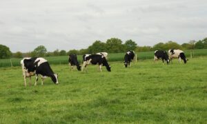 vaches au pâturage