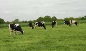 vaches au pâturage