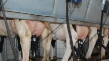 Une vue des pie des vaches dans une salle de traite par l'arrière