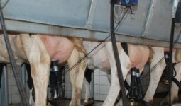 Une vue des pie des vaches dans une salle de traite par l'arrière