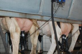Une vue des pie des vaches dans une salle de traite par l'arrière