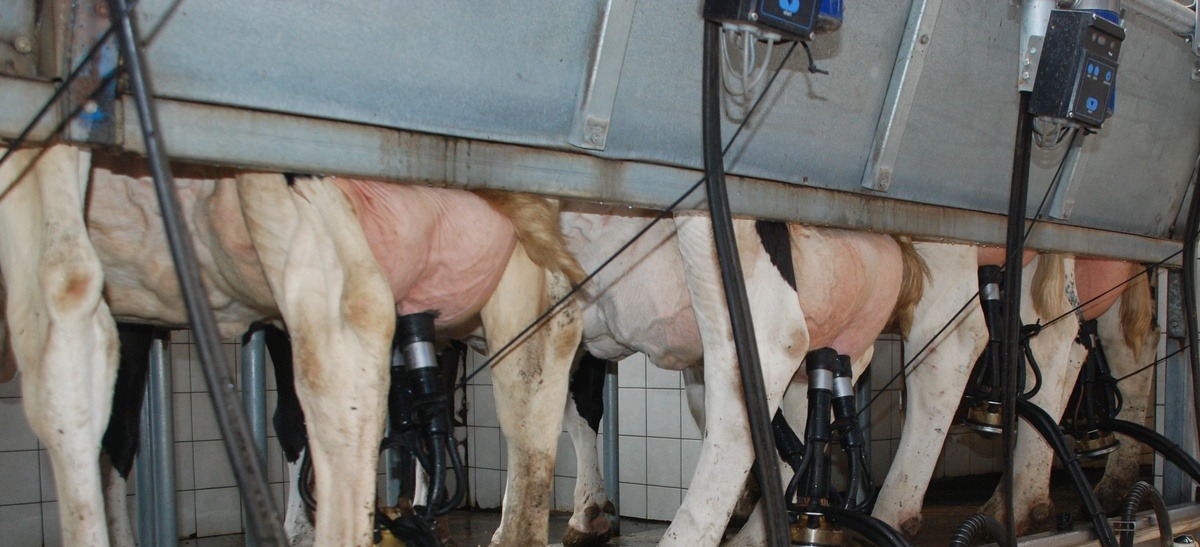 Une vue des pie des vaches dans une salle de traite par l'arrière - Illustration +55 kg de lait en 2024