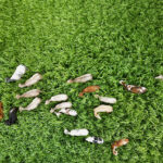 Vue aérienne d'un troupeau de vaches dans un champ de sorgho