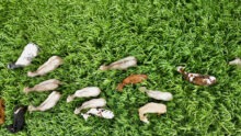 Vue aérienne d'un troupeau de vaches dans un champ de sorgho