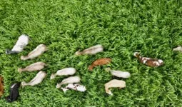 Vue aérienne d'un troupeau de vaches dans un champ de sorgho