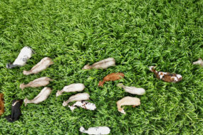 Vue aérienne d'un troupeau de vaches dans un champ de sorgho