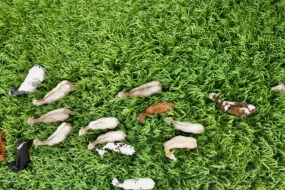 Vue aérienne d'un troupeau de vaches dans un champ de sorgho