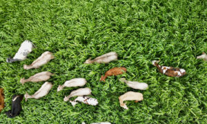 Vue aérienne d'un troupeau de vaches dans un champ de sorgho